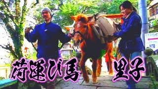 荷運び馬・里子～長崎の坂道～